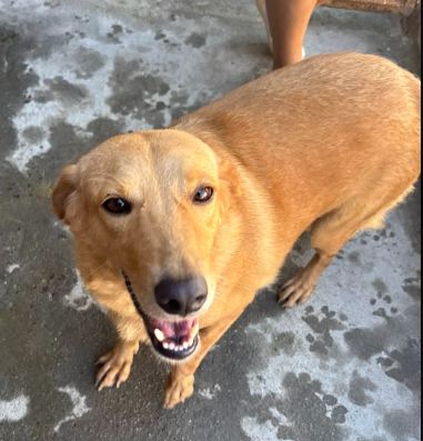 Amêndoa, cão caramelo para adoção em Manaus