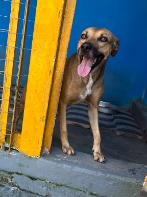 Cacau, cão caramelo para adoção em Manaus