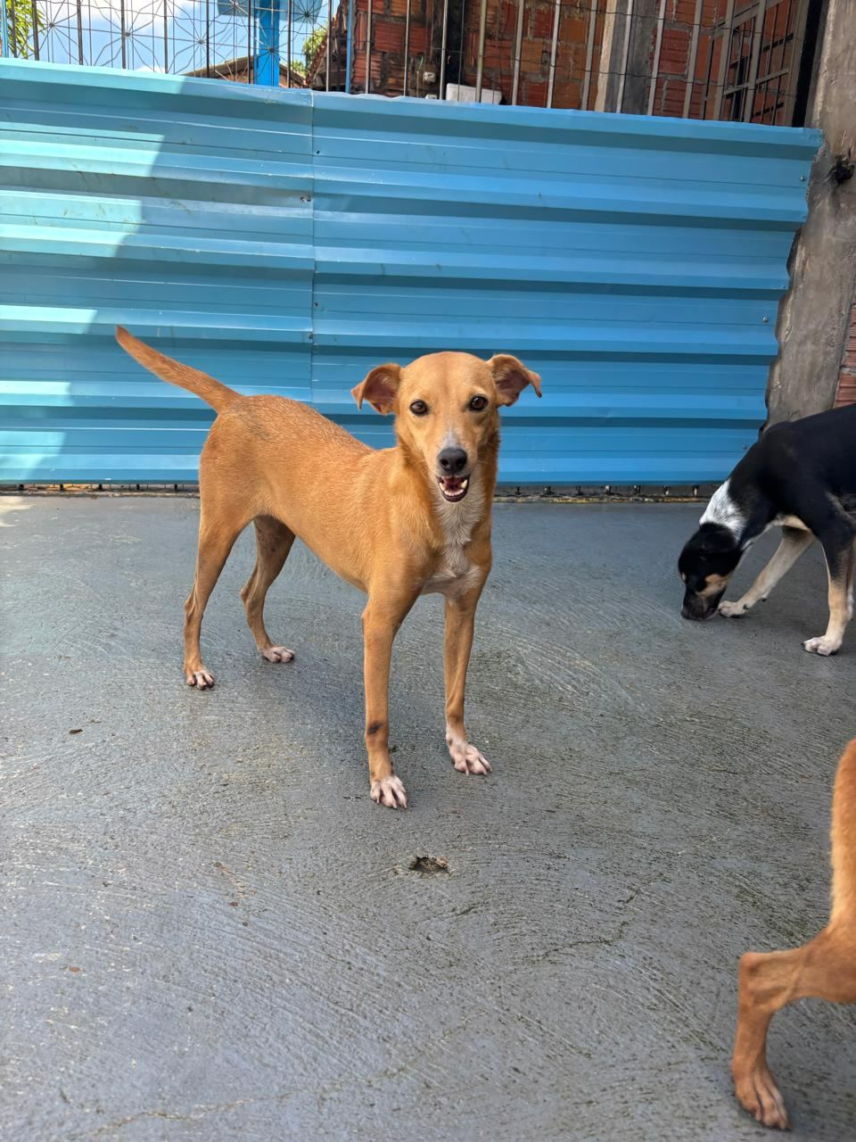 Carameles, cão caramelo para adoção em Manaus