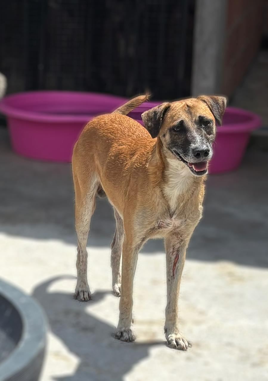 Caramelonildo, cão caramelo para adoção em Manaus
