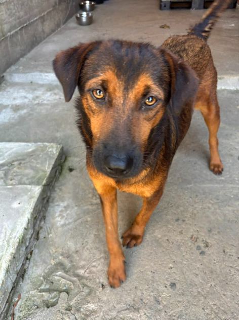 Chico, cão marrom ferrugem para adoção em Manaus