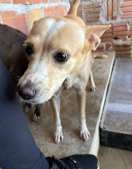 Coração, cão amarelo claro para adoção em Manaus