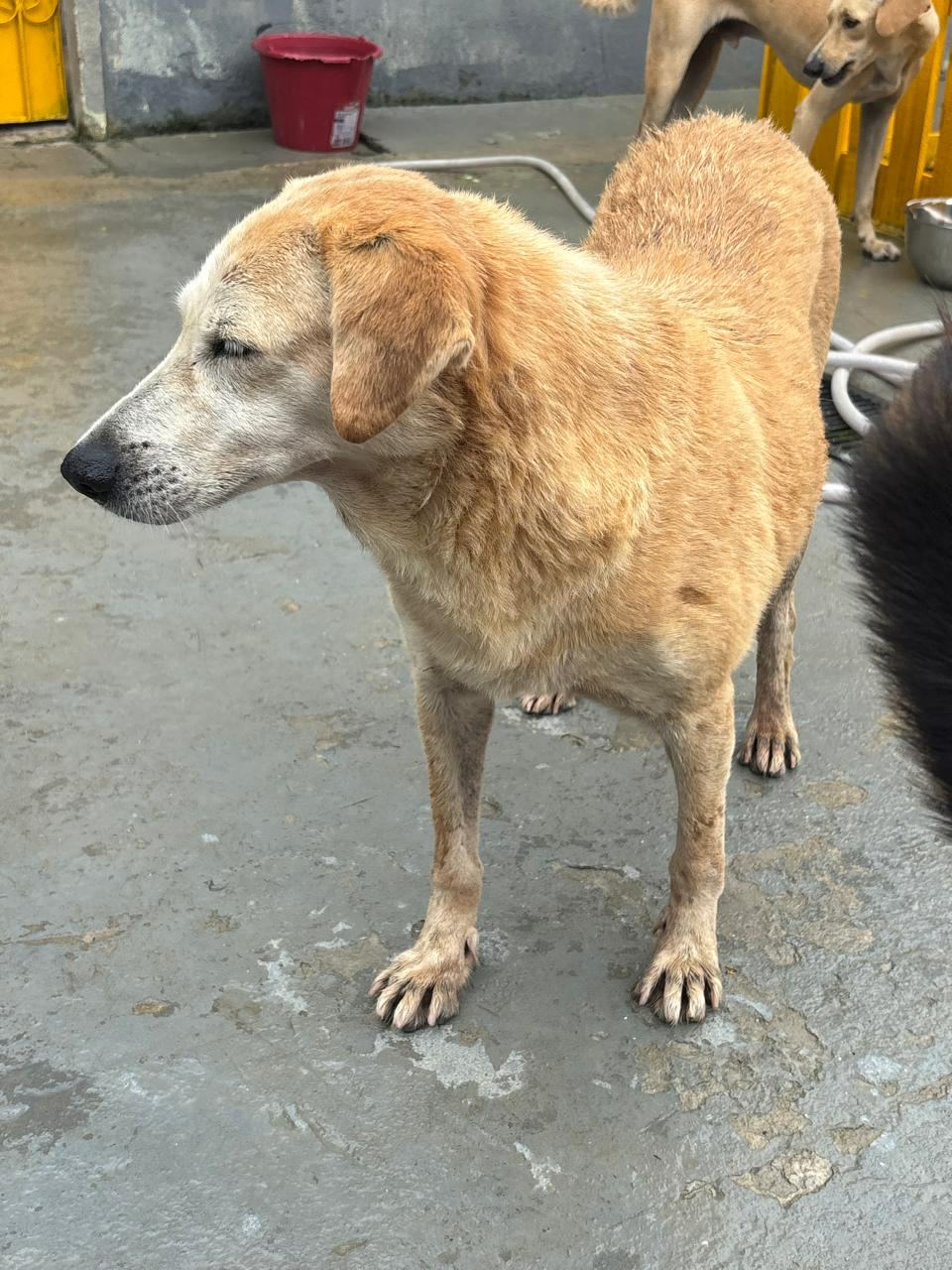 Daniele (Dani), cão caramelo para adoção em Manaus