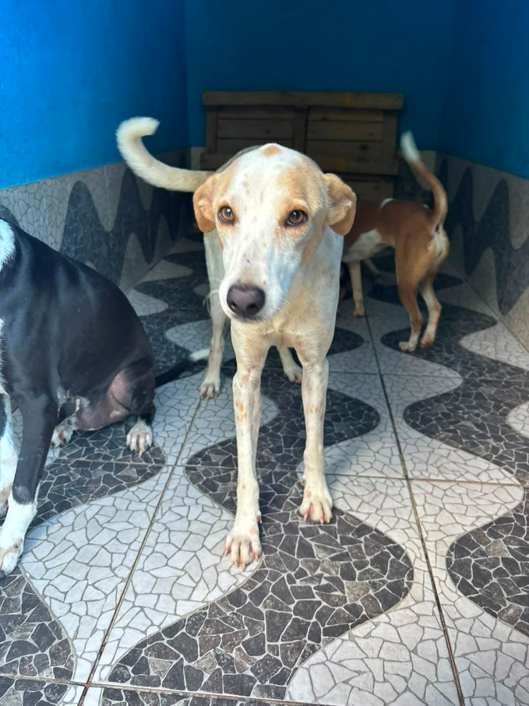 Ferrugem, cão branco e amarelo para adoção em Manaus