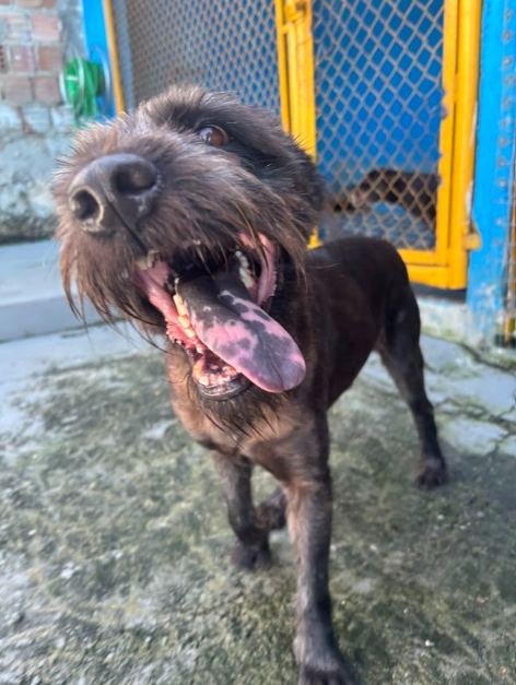 Fofão, cão preto para adoção em Manaus