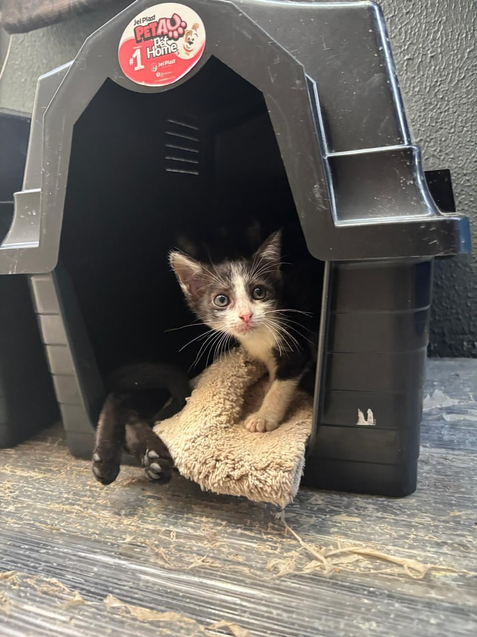 Frajola, gato preto e branco para adoção em Manaus