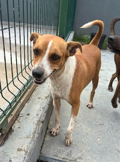 Jade, cão caramelo e branco para adoção em Manaus