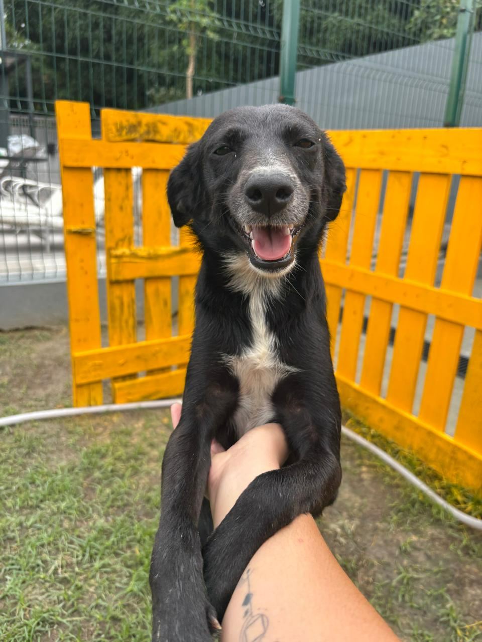 Kiara Pretinha, cão preto, com peito branco para adoção em Manaus