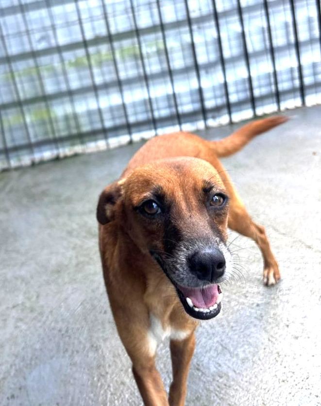Kiara, cão caramelo para adoção em Manaus