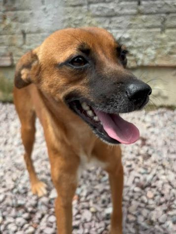 Kiara, cão caramelo para adoção em Manaus