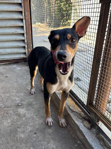 Laika, cão preto com amarelo para adoção em Manaus