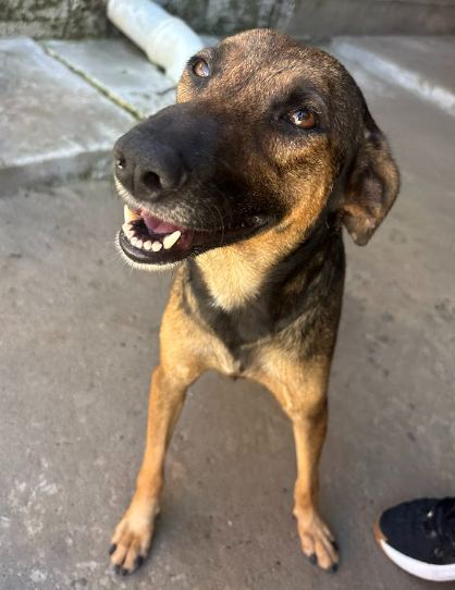 Leia, cão amarela e marrom para adoção em Manaus