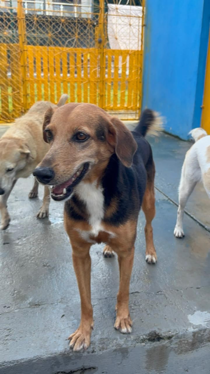 Lia, cão preto e caramelo para adoção em Manaus