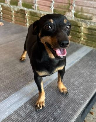 Lulu, cão preto para adoção em Manaus