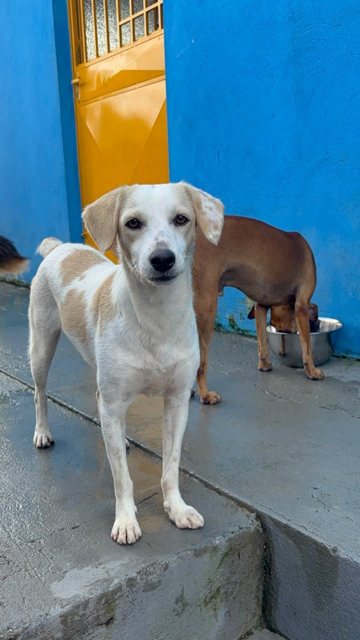 Luna, cão branco, com amarelo para adoção em Manaus