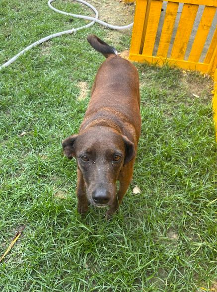 Minie, cão chocolate para adoção em Manaus