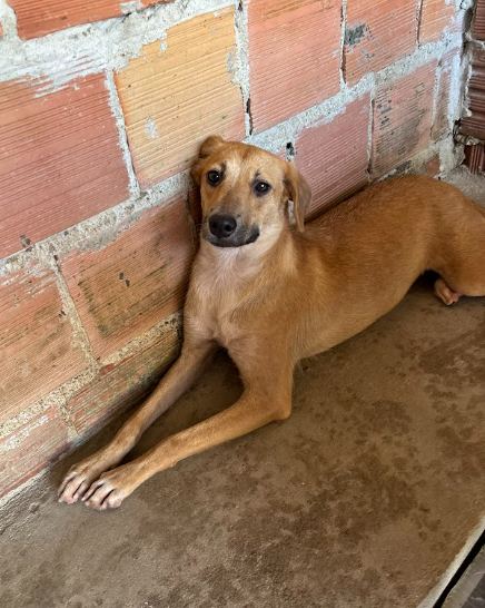 Paty, cão caramelo para adoção em Manaus