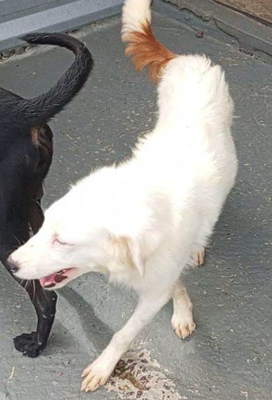 Pericles, cão branco para adoção em Manaus