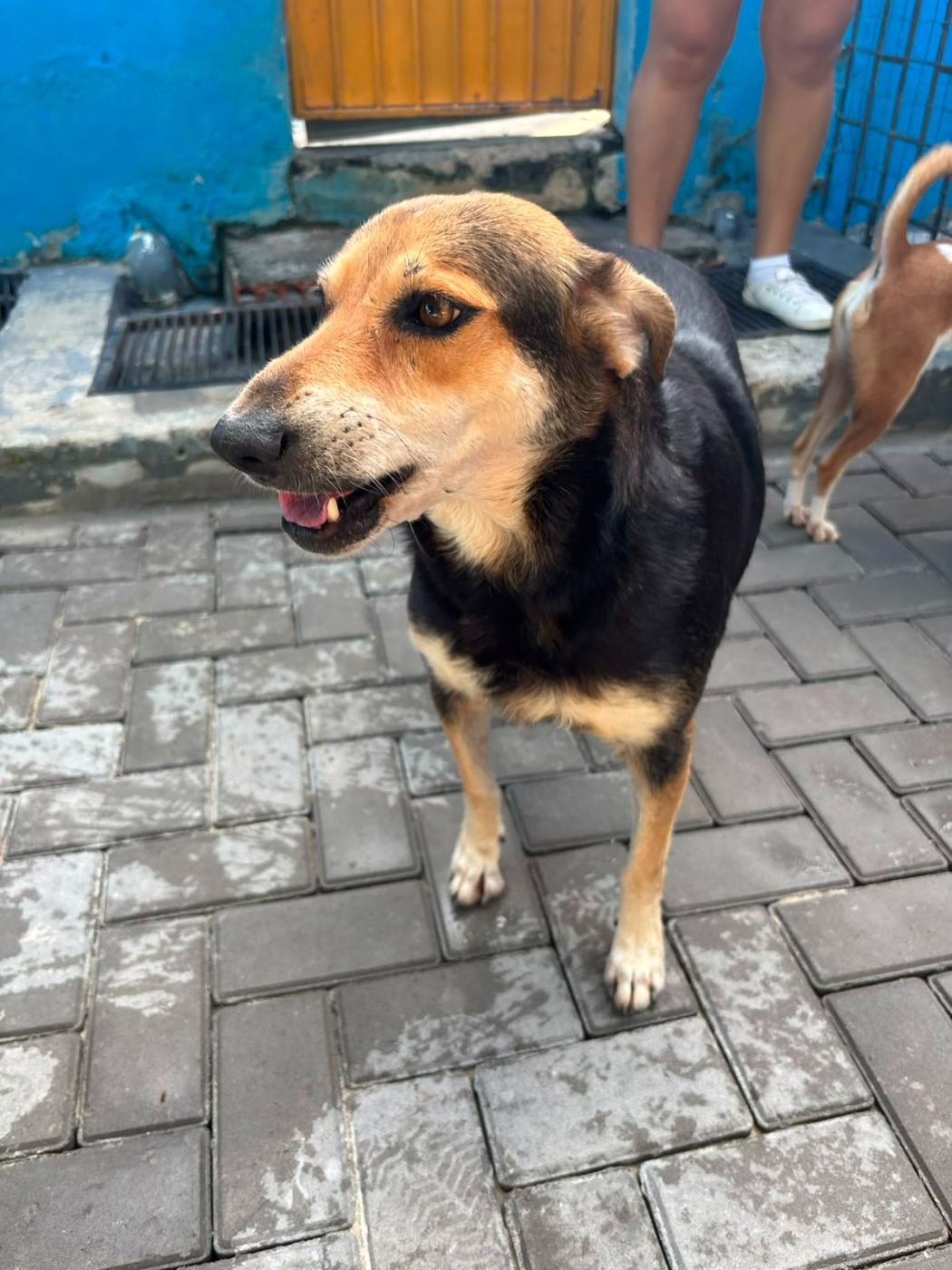 Rita, cão preto e amarelo para adoção em Manaus