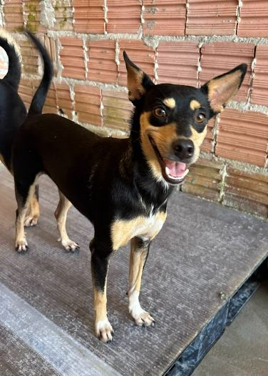 Teresa, cão preto e amarelo para adoção em Manaus