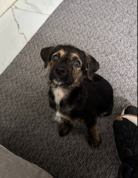 Toby, cão preto com amarelo para adoção em Manaus