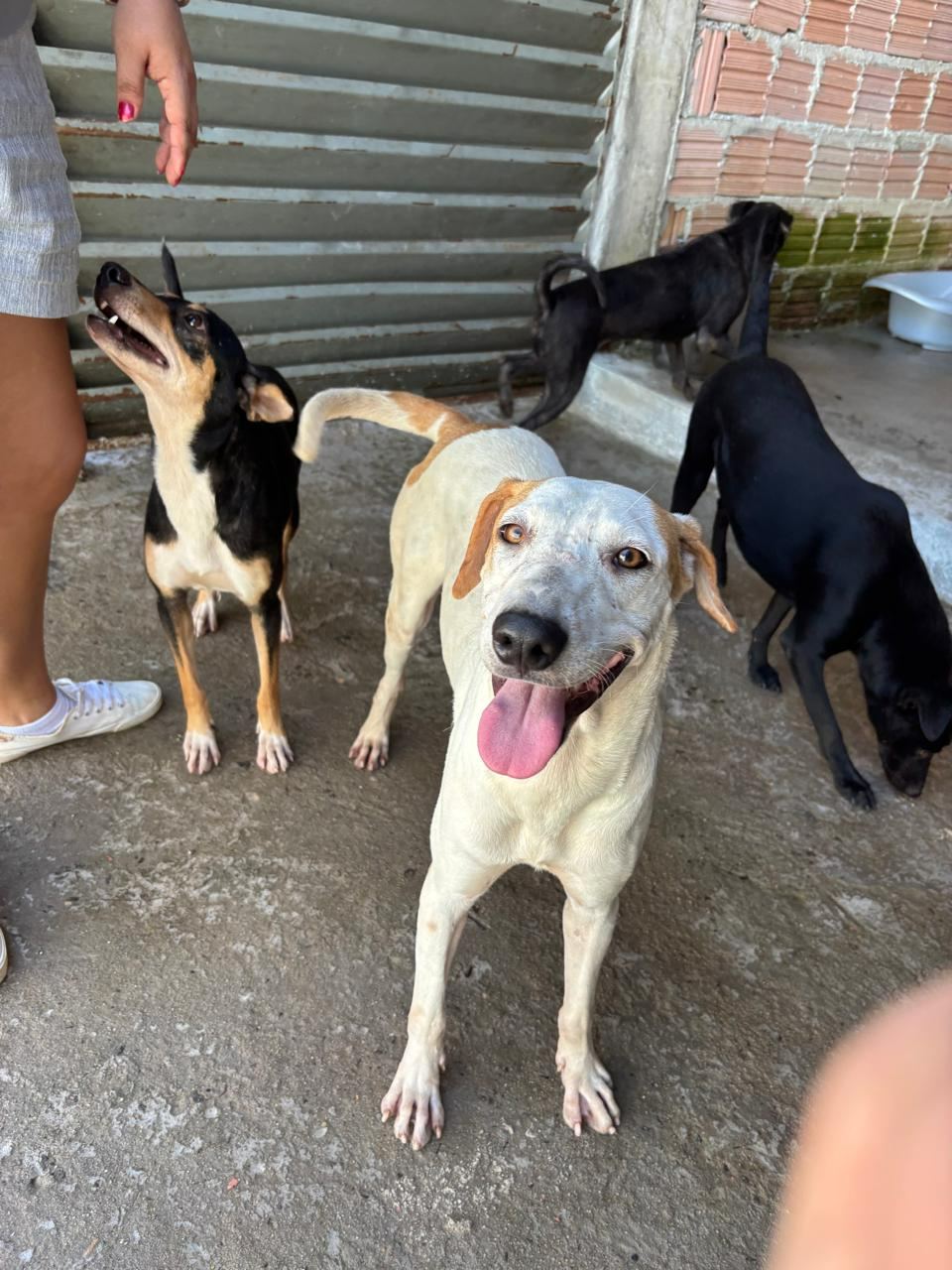 Toni, cão branco e amarelo para adoção em Manaus