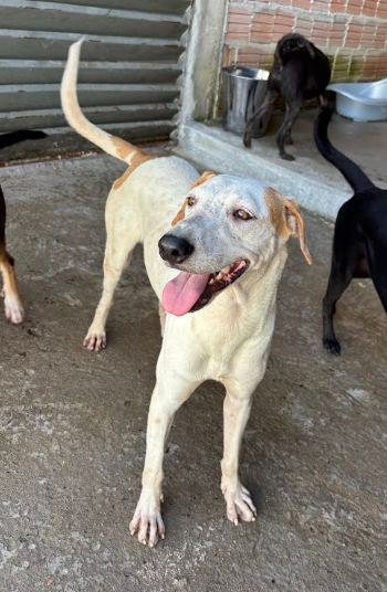 Toni, cão branco e amarelo para adoção em Manaus