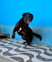 Troya, cão preto para adoção em Manaus