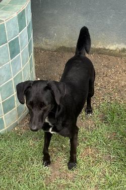 Tupã, cão preto para adoção em Manaus